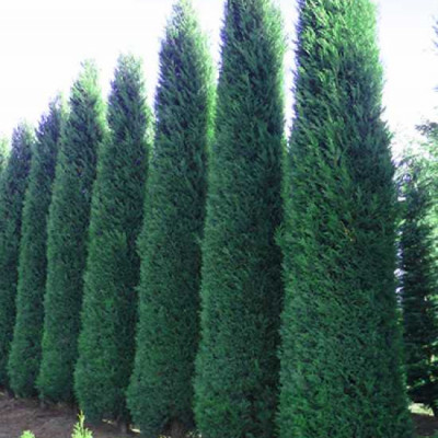 Cupressocyparis leylandii ‘Blue Jeans"