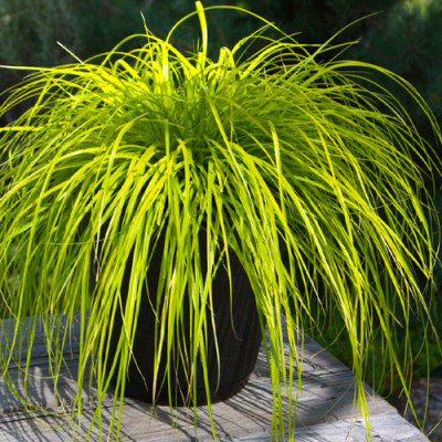 Carex  "Everillo"