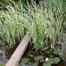 Typha latifolia variegata