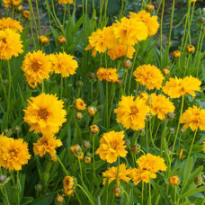 Coreopsis "Early Sunrise"