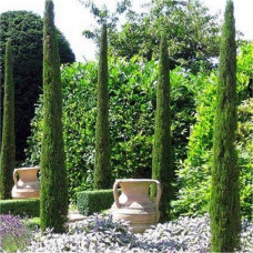 Cupressus sempervirens "Totem"