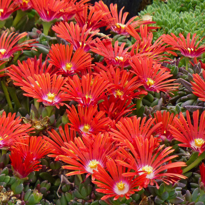 Delosperma red