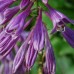 Hosta "Pearl Lake"