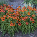 Echinacea "Orange Skipper"