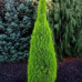 Cupressus "Goldrest Wilma"