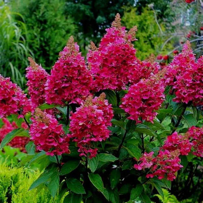 Hydrangea paniculata "Wims Red"