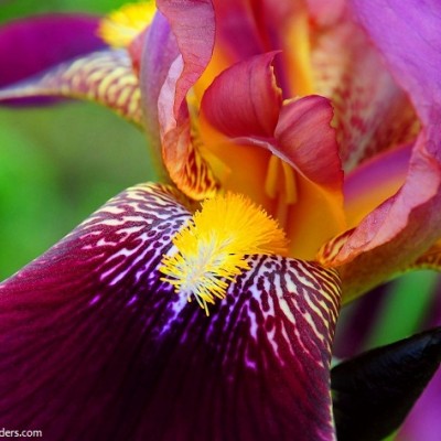 Iris