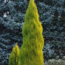 Cupressus "Goldrest Wilma"