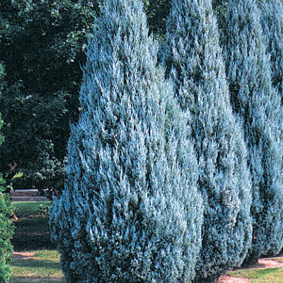 Juniperus "Moonglow"