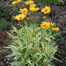 Coreopsis "Calypso"