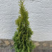 Thuja occidentalis "Golden Smaragd"