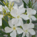 Oleander beli