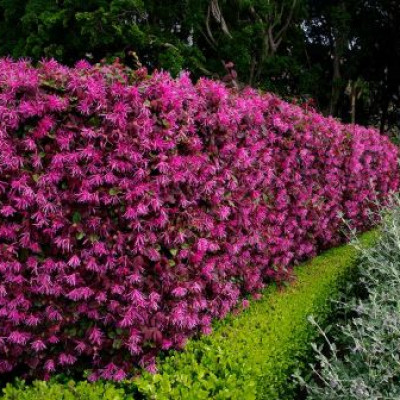 Loropetalum chinense “Fire Dance”