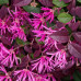 Loropetalum chinense “Fire Dance”