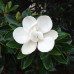 Magnolia "Little Gem"