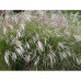 Miscanthus sinensis "Yokushima Dwarf"