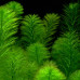 Myriophyllum aquaticum