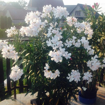 Oleander beli