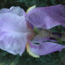 Iris plavi