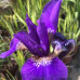 Iris plavi