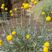 Pycnosorus Globosus 'Billy Buttons' 