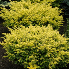 Taxus  "Summergold"