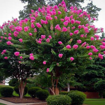 Lagerstroemia petite Pink