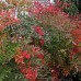 Nandina domestica