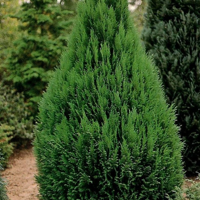 Thuja orijentalis "Compacta"