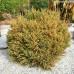 Cryptomeria japonica "Elegans Nana"