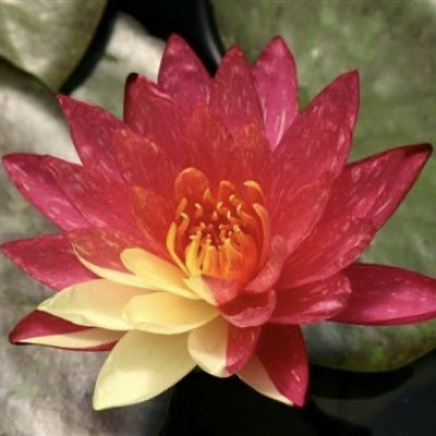 Nymphaea "Vanvisa"