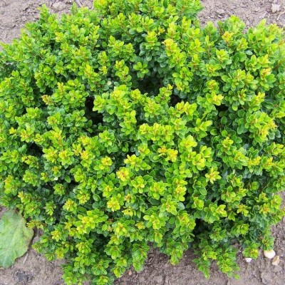 BERBERIS THUNBERGII (ZELENI LIST)