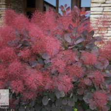  COTINUS COGGYGRIA „ROYAL PURPLE“