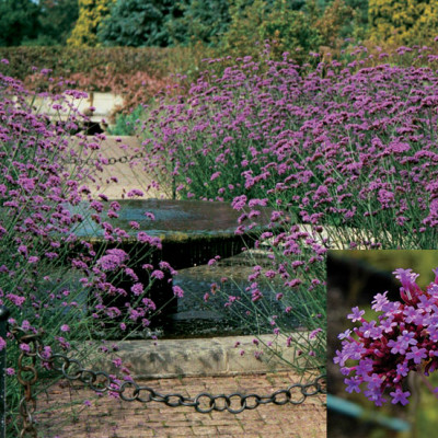 Verbena bonariensis